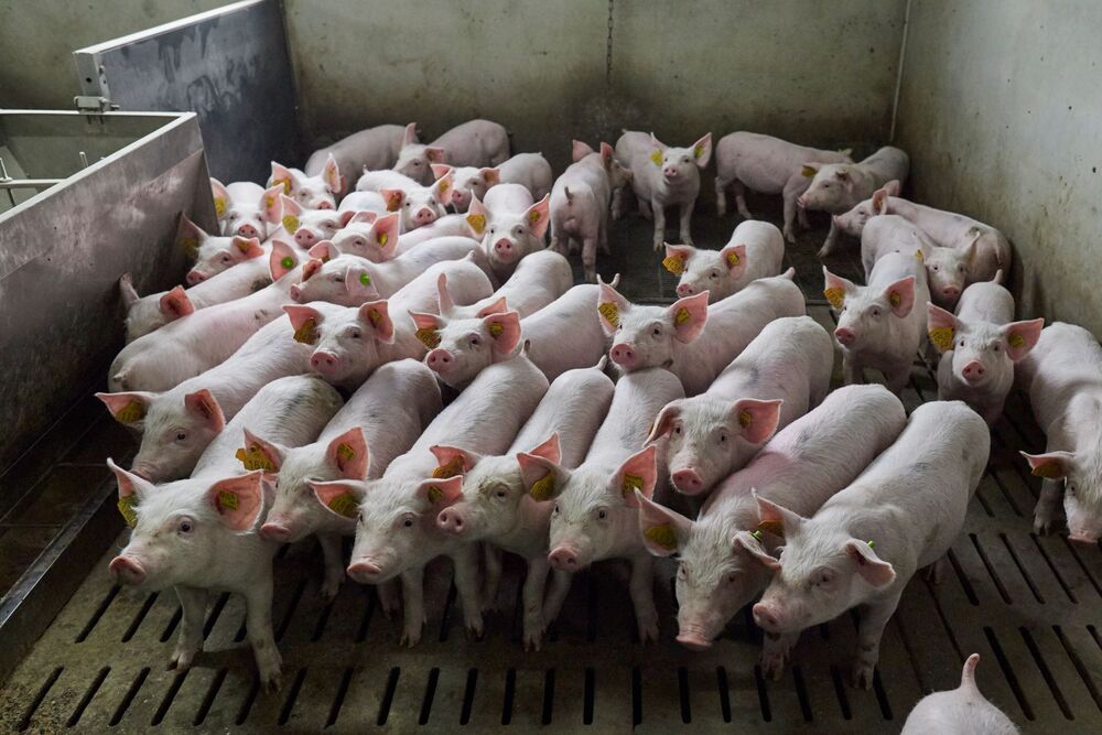 ÁP DỤNG QUY TRÌNH MCREBEL TRONG KIỂM SOÁT TRẠI NỔ DỊCH HEO TAI XANH NHƯ THẾ NÀO? (BÀI SỐ 4)